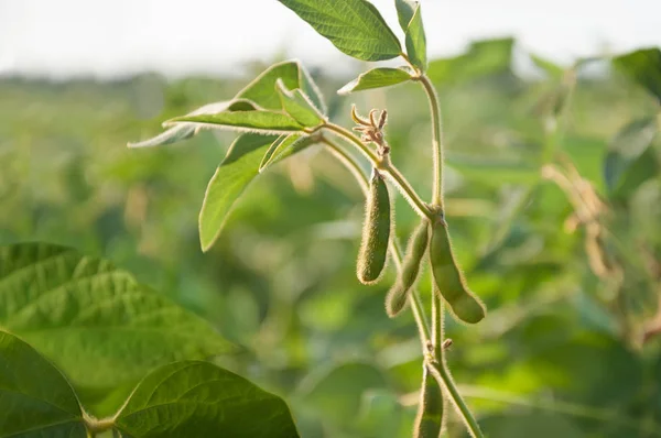 Güneşli bir günde bir soya alanda genç soya bakla.