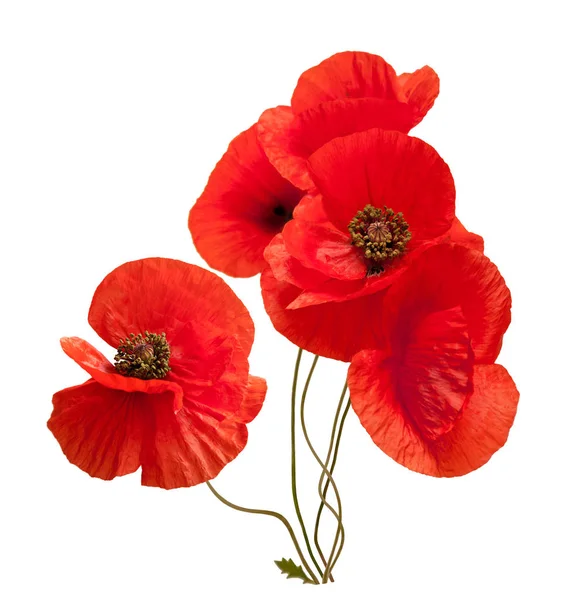 Güzel beyaz bir arka plan üzerinde vahşi kırmızı haşhaş buketi.