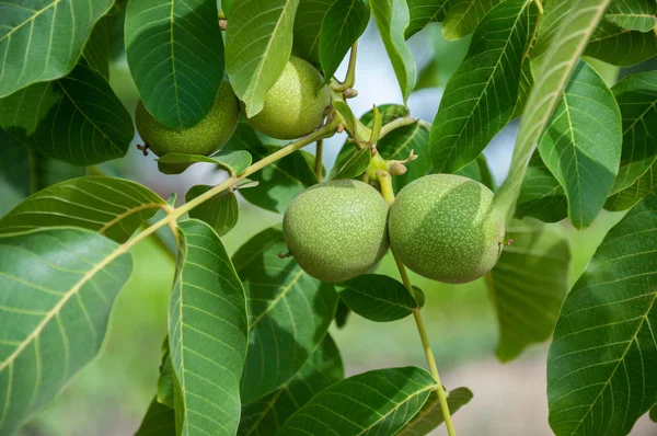 Zöld Dió Gyümölcs Egy Ágon Levelek Kertben — Stock Fotó