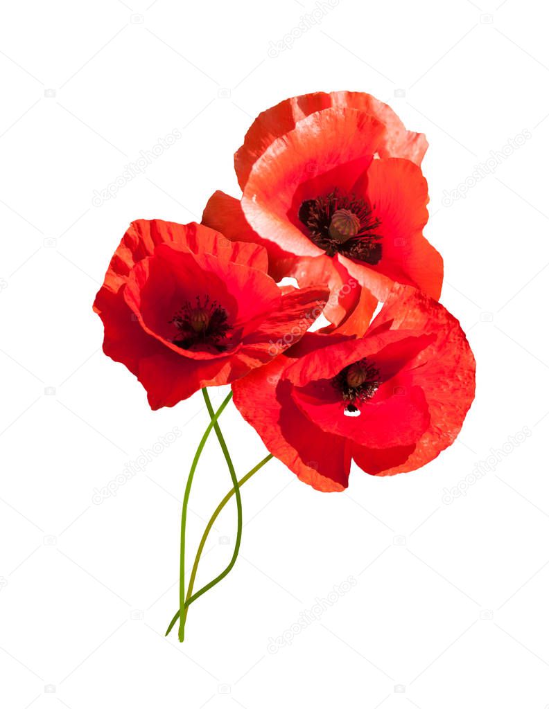 Beautiful bouquet of wild red poppies on a white background.