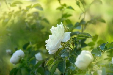 Sabah güneş ışınlarının bahçesinde beyaz gül çiçek çiçeklenme.