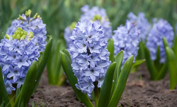 Parkta bir flowerbed mavi sümbül çiçek açmış. Bahar çiçekleri