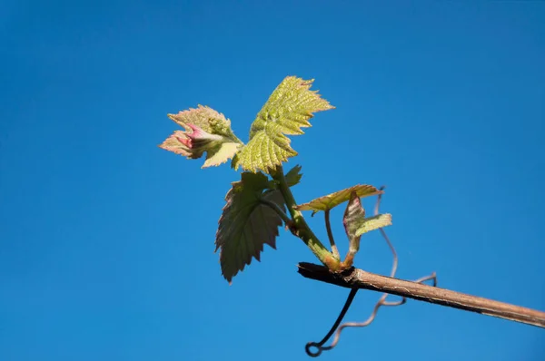 Genç yaprakları ve güneşin mavi gökyüzü karşı çiçek tomurcukları ile asma. Bahar bağ.