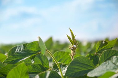 Bir soya bitki kök güneşe doğru uzanır ve soya alanının üstünde yükselir. Sahadaki genç Soya bitki.