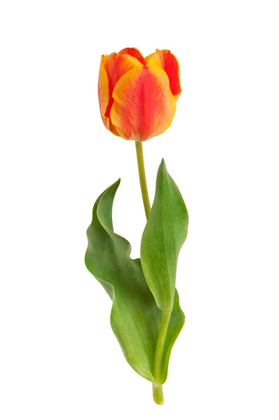 Rood Geel Bloeiende Tulp Geïsoleerd Een Witte Achtergrond Lentebloemen — Stockfoto