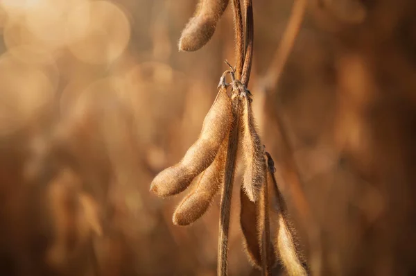 Ripe soybean pods on a stalk in a soybean field in the morning sun.