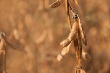 Sabah güneşi soya alanında bir sap üzerinde olgunlaşmış soya bakla.