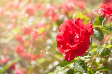 Pembe gül bahçesinde güneşli bir günde çiçek açmış. Seçici odak.