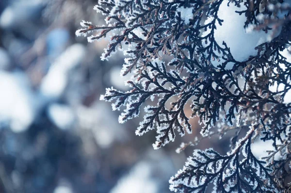 Mazı (bitki) ağaç dalları closeup hoarfrost ile kaplı. Stil kış. Seçici odak.