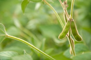 Soya soya tesisi üzerinde bakla. Tarım soya tesisi. Soya sahada bir soya bitkinin kök.