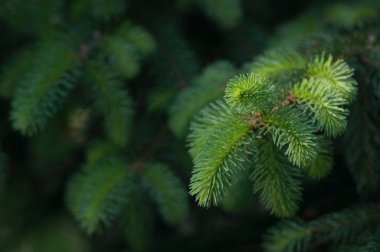 Genç yeşil Ladin dallarda vuruyor. Seçici odak. Yeşil doku.