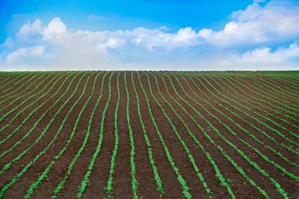 Un campo de brotes jóvenes de soja. Filas de plantas de soja creciendo — Foto de Stock