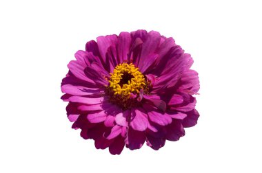 Beyaz arka üzerinde izole çiçek pembe zinniya Başkanı Blooming