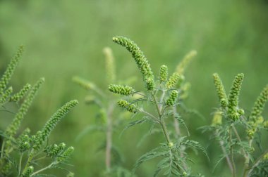 Genç şube Ambrosia alanında çiçeklenme. Bitki neden Aller