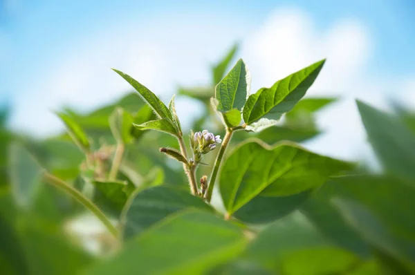 Flores na planta de soja. Jovens plantas com flores de soja no — Fotografia de Stock