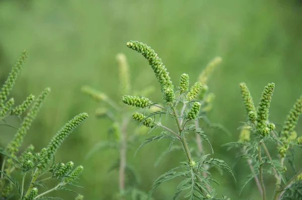 Genç şube Ambrosia alanında çiçeklenme. Bitki neden Aller