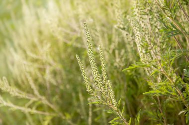 Genç şube Ambrosia alanında çiçeklenme. Bitki neden Aller