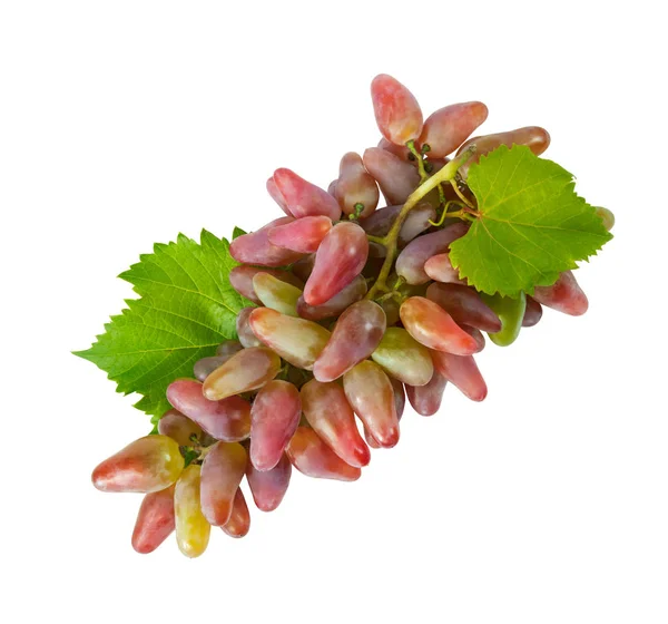 Taze yeşil ve kırmızı üzüm dalı beyaz arka plan üzerinde izole.