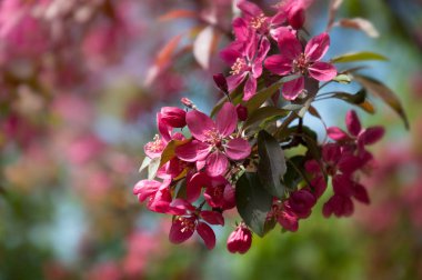 Bahar ağacında pembe çiçekler. Bahar ağaçları.