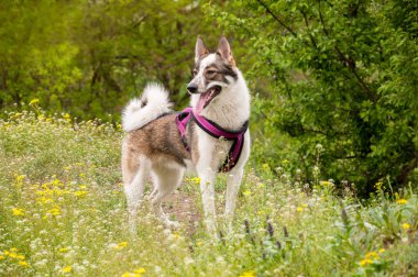 Koşum köpek husky bahar çiçekli çim üzerinde duruyor.