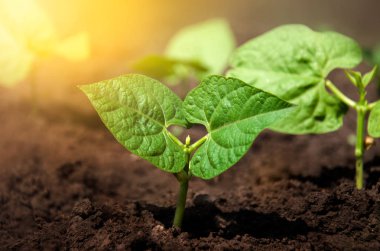 Bahçede büyüyen taze fasulye filizleri güneşin ışınlarında..