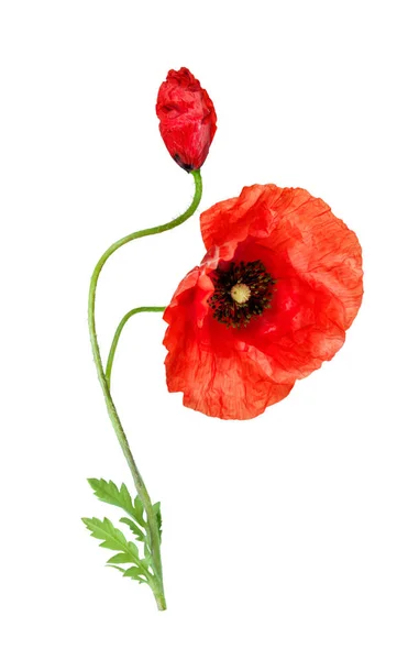 Beyaz arka planda iki güzel vahşi kırmızı haşhaş. Bir tomurcuk ve 