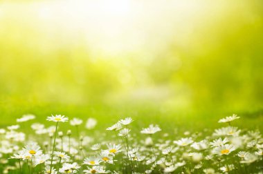 Papatyalar ve çimile yaz açık arka plan glade. Beautif
