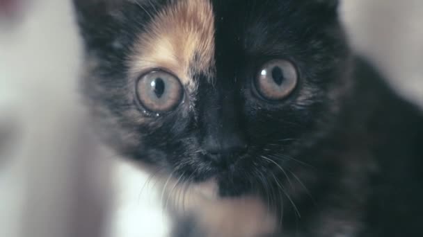 Gato gracioso con ojos grandes. Primer plano de la cara. Macro — Vídeos de Stock