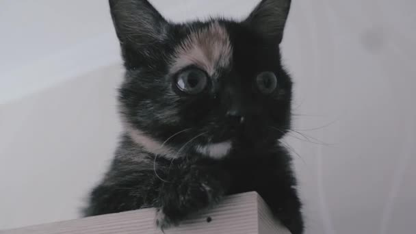 Gato gracioso con ojos grandes. Primer plano de la cara. Macro — Vídeo de stock