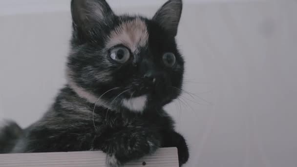 큰 눈을 가진 재미 있는 고양이. 근접 촬영 얼굴. 매크로 — 비디오