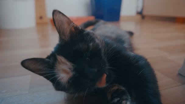 Rolig ung katt vilar på golvet. Kattungen är att tvätta tassarna — Stockvideo