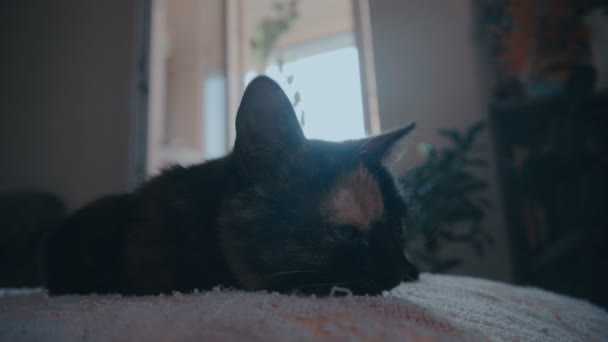 Divertido gato joven descansando en la cama en casa — Vídeo de stock