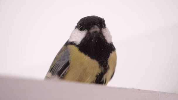 Closeup tomtit zit op witte achtergrond. Close up van Mees. — Stockvideo