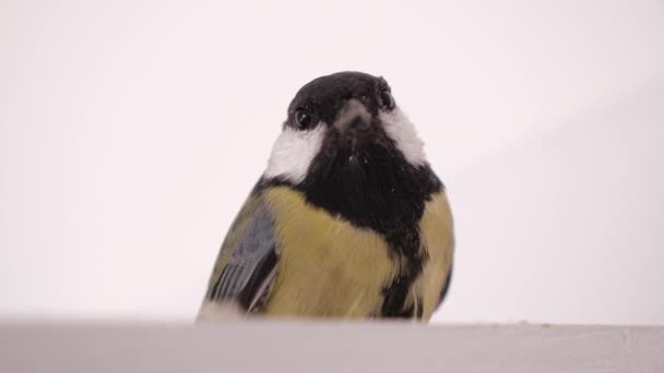 Primer plano titmouse sentado en el fondo blanco y mira a la cámara . — Vídeo de stock