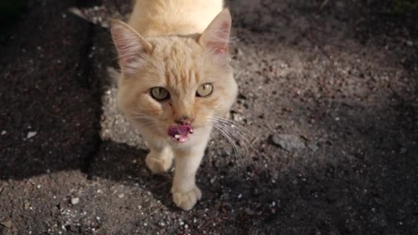Rote Katze blickt in Kamera — Stockvideo