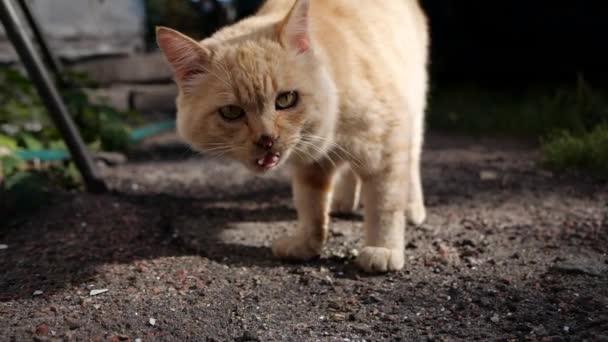 Röd katt slickar och går till kameran. Street cat letar efter mat utomhus — Stockvideo