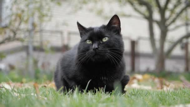 Gato negro con ojos verdes al aire libre. gato negro se encuentra fuera en la hierba . — Vídeo de stock