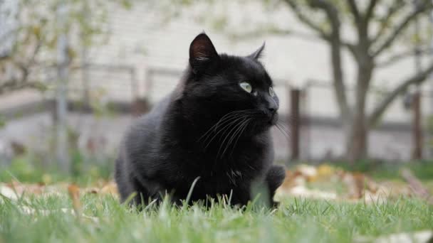 Schwarze Katze mit grünen Augen draußen. schwarze Katze liegt draußen im Gras. — Stockvideo