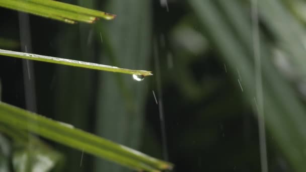 Détail rapproché des gouttes de pluie tombant sur les feuilles vertes pendant les fortes pluies de mousson estivales. Gouttes d'eau lavant le feuillage des arbres. Pluie versant sur les feuilles vertes dans le jardin au ralenti 