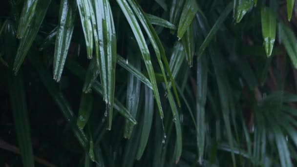 Nahaufnahme von Regentropfen, die während heftiger sommerlicher Monsunregenfälle auf das grüne Blatt fallen. Wassertropfen waschen Laub. Regen ergießt sich in Zeitlupe auf grüne Blätter im Garten — Stockvideo