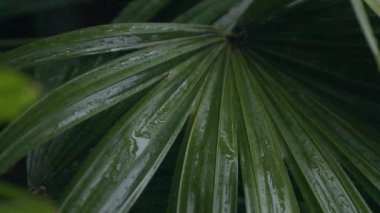 Ağır yaz muson yağış sırasında yeşil yaprağına yağan yağmur damlaları detayını kapatın. Ağaç bitki örtüsü yıkama su damlaları. Ağır çekimde bahçede yeşil yaprakları dökülen yağmur