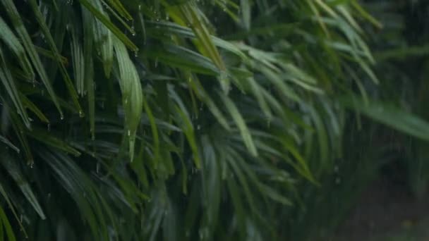 Крупные детали дождевых капель, падающих на зеленый лист во время сильного летнего муссонного дождя. Капли воды смывают листья деревьев. Дождь льется на зеленые листья в саду в замедленной съемке — стоковое видео