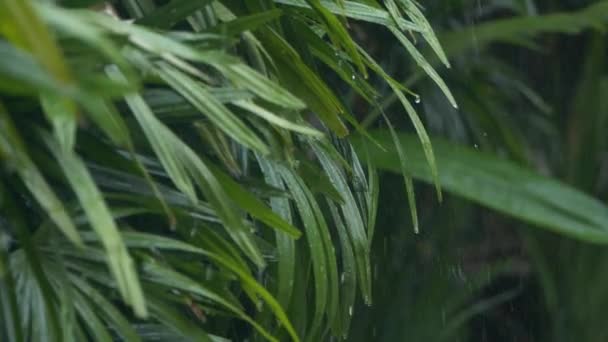 重い夏モンスーン降雨時緑の葉に落ちる雨滴のクローズ アップの詳細 ツリーの葉を洗って水滴 スローモーションで庭の緑の葉に土砂降りの雨 — ストック動画