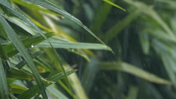 Крупные детали дождевых капель, падающих на зеленый лист во время сильного летнего муссонного дождя. Капли воды смывают листья деревьев. Дождь льется на зеленые листья в саду в замедленной съемке — стоковое видео