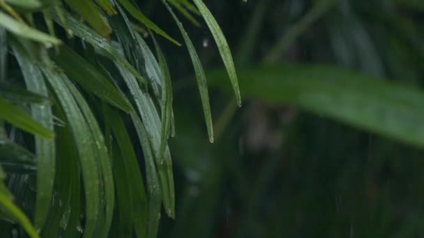 Detalle de cerca de las gotas de lluvia que caen sobre la hoja verde durante las fuertes lluvias del monzón de verano. Gotas de agua lavando el follaje del árbol. Lluvia que vierte sobre hojas verdes en el jardín en cámara lenta — Vídeos de Stock