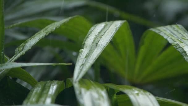 Détail rapproché des gouttes de pluie tombant sur les feuilles vertes pendant les fortes pluies de mousson estivales. Gouttes d'eau lavant le feuillage des arbres. Pluie versant sur les feuilles vertes dans le jardin au ralenti — Video