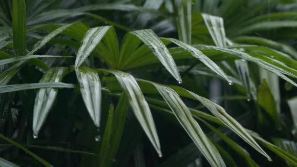 重い夏モンスーン降雨時緑の葉に落ちる雨滴の詳細を閉じます。ツリーの葉を洗って水滴。スローモーションで庭の緑の葉に土砂降りの雨 — ストック動画
