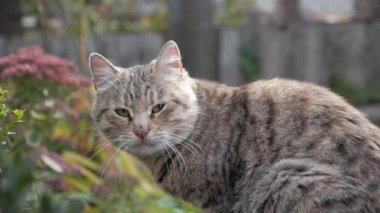 Şirin kedi Bahçe yaz dinlenme portresi kapatın. Gri kedi sarı gözlü kameraya benziyor. Ağır çekim video görüntüleri