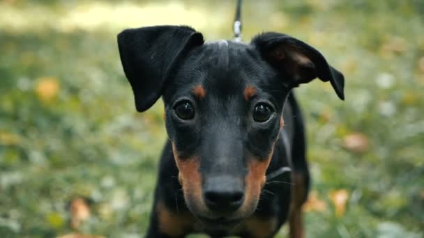 Retrato de lindo perro pinscher alemán mirando a la cámara al aire libre en la hierba en cámara lenta — Vídeo de stock