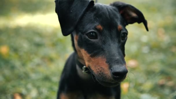 スローモーションで草の上に屋外でカメラを見てかわいいドイツのピンシャー犬の肖像画 — ストック動画